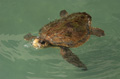 アカウミガメは肉食。アオウミガメは草食