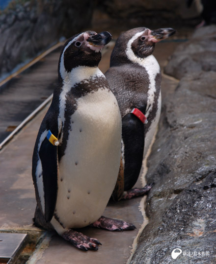 フンボルトペンギンのタグ