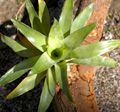 食虫植物「カトプシス」