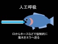 魚の人工呼吸