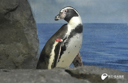 フンボルトペンギン「ルビー」