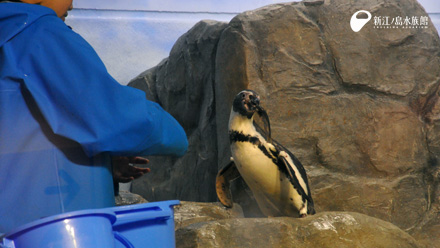 フンボルトペンギン「ハク」