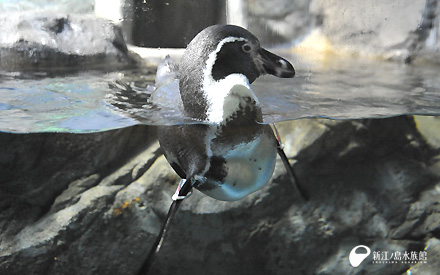 フンボルトペンギン「サン」