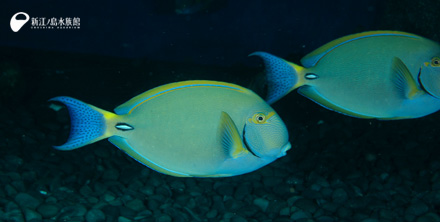 尾びれを使わない魚たち「ニセカンランハギ」