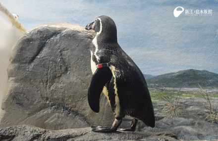 フンボルトペンギン「サン」