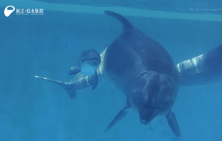 赤ちゃんイルカと母親の「ミュー」