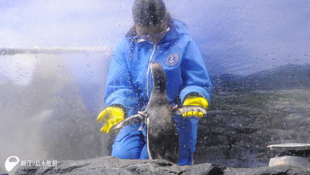 フンボルトペンギン「サン」