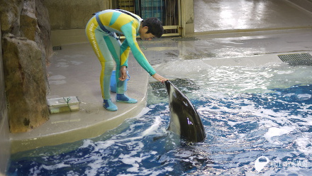 カマイルカ「セブン」