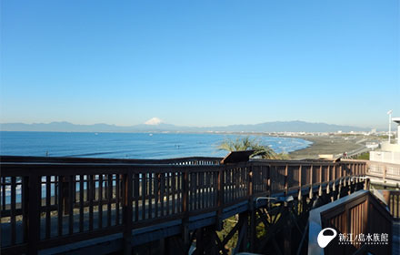 「ウミガメの浜辺」から見た富士山