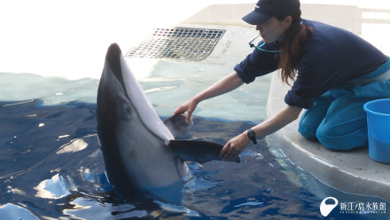 カマイルカ「クロス」