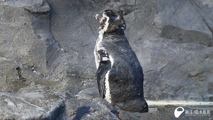 フンボルトペンギン「サン」