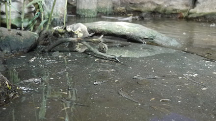 相模の海の水槽群「干潟」