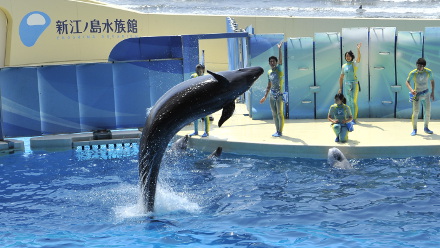 オキゴンドウ「セーラー」