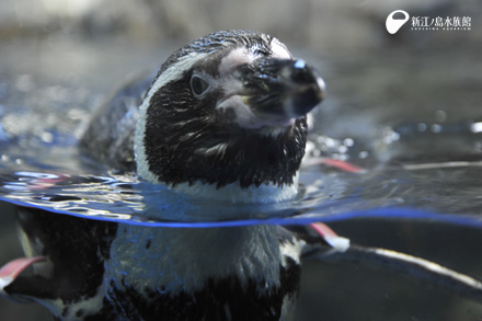 フンボルトペンギン「ルビー」