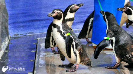 フンボルトペンギン「チッチ」