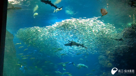 相模湾大水槽