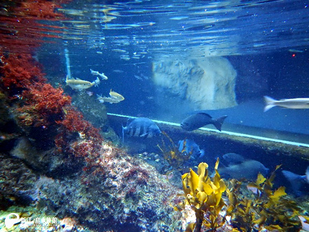 「出会いの海」水中