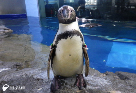 フンボルトペンギン「コンペイ」