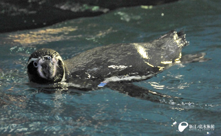 フンボルトペンギン「トップ」