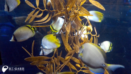 季節来遊魚水槽