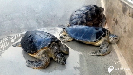 ウミガメプールの落水掃除