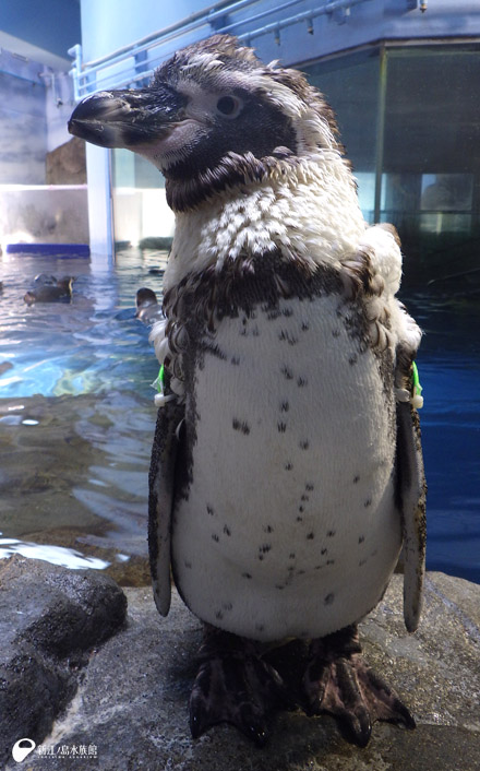 フンボルトペンギン「アカリ」