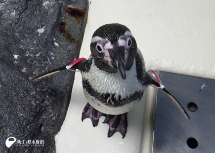 フンボルトペンギン「ルビー」