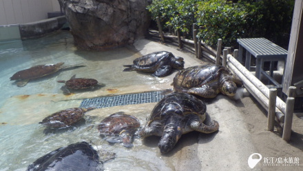 ウミガメの浜辺