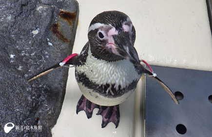 フンボルトペンギン「ルビー」