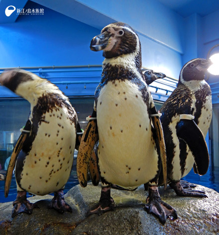 フンボルトペンギン「サン」