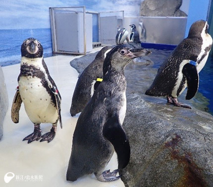 大人たちと合流した子どものペンギン（中央）