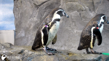 フンボルトペンギン「グット」