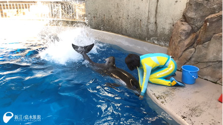 水面で尾鰭を打っているようす