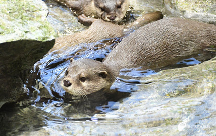 コツメカワウソ「ミサキ」