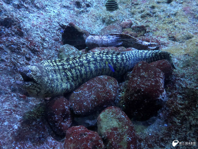 相模湾大水槽の丸窓から見たウツボ