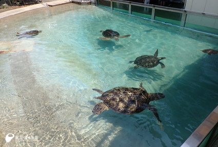 気持ち良さそうに泳ぐアオウミガメたち