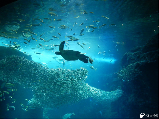 大水槽にウミガメがいたときのようす