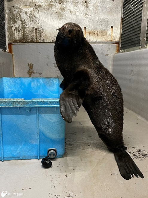 毛が乾いていてモフモフな「セシ」。お気に入りの一枚です。