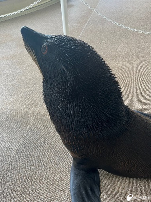 立派なたてがみも出てきた「ムサシ」