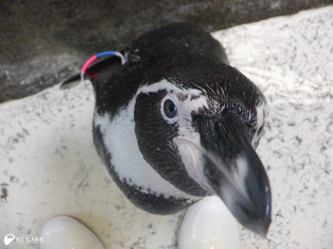 フンボルトペンギン「ユキ」