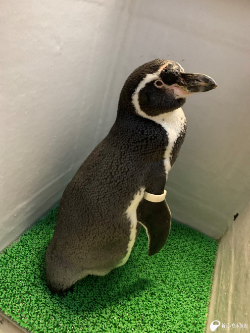 水族館に到着し、巣箱の中で落ち着いている「ヒカル」