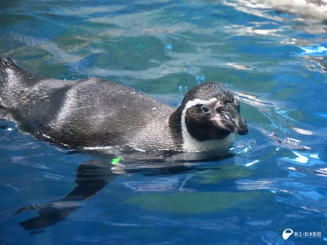 フンボルトペンギン「キク」