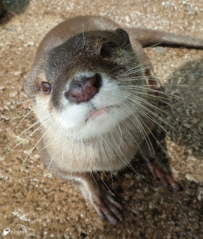 カメラ目線の「オモチ」