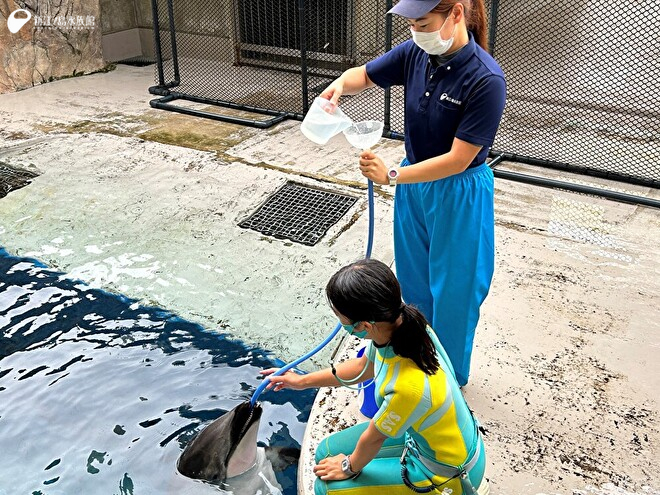 カマイルカ「クロス」経口補液のようす