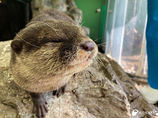 コツメカワウソの「ヨモギ」