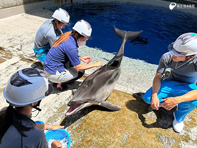 カマイルカの「クロス」　ワクチン接種の練習