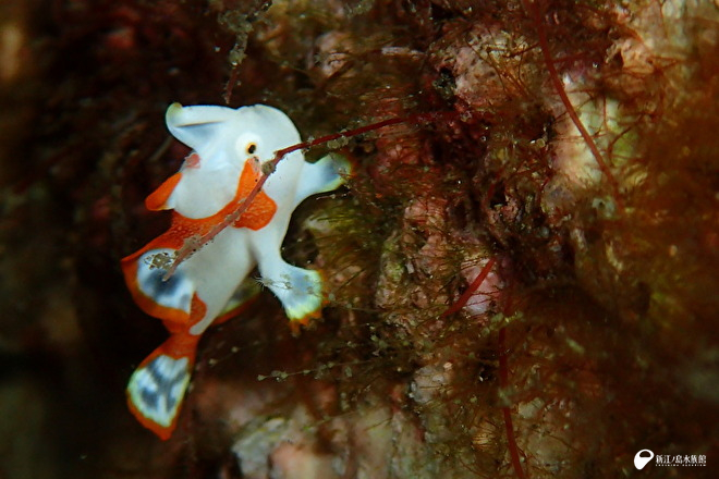 クマドリカエルアンコウの幼魚