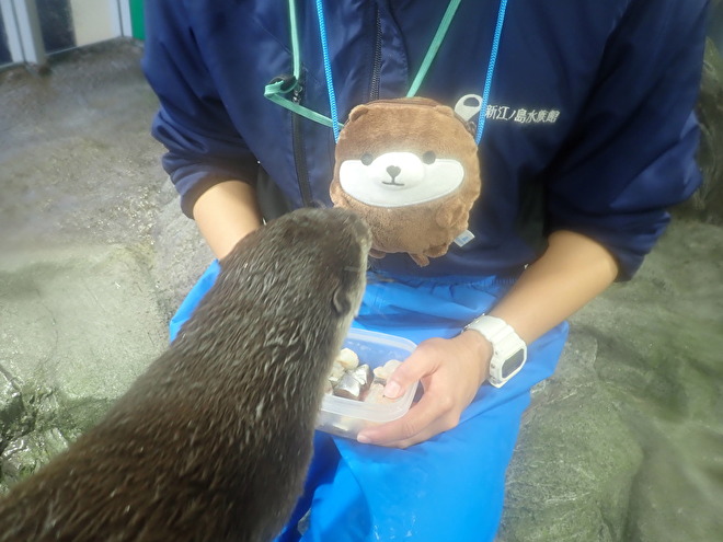 コツメカワウソ「ヨモギ」