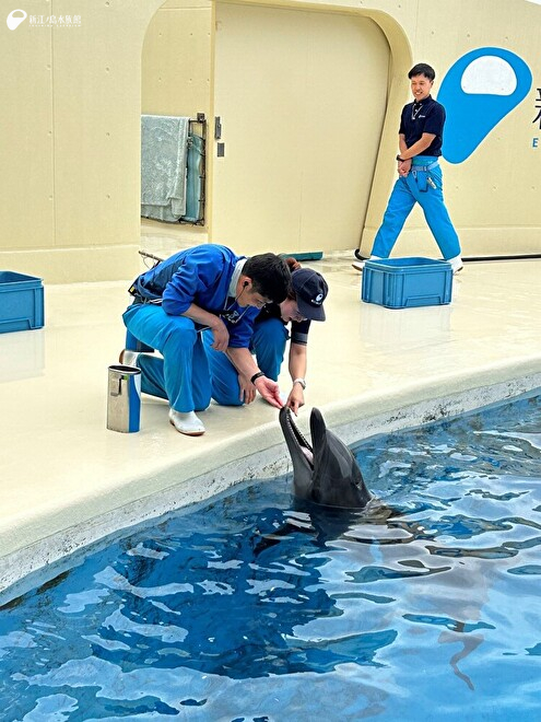 羽田トリーターとバンドウイルカ「ミライ」の口内を確認