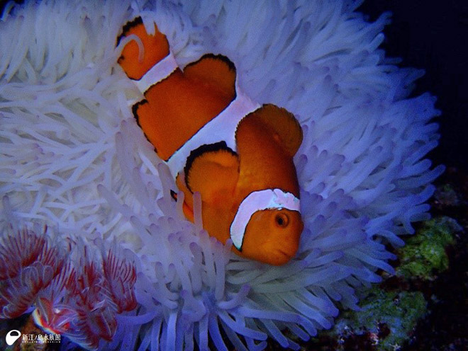 カクレクマノミとセンジュイソギンチャク